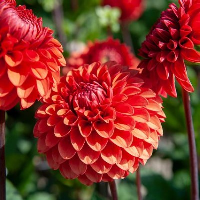 Dahlia Boll Brown Sugar 1st