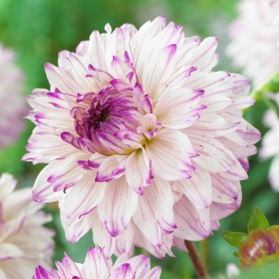 Dahlia Dekorativ Caesars Palace