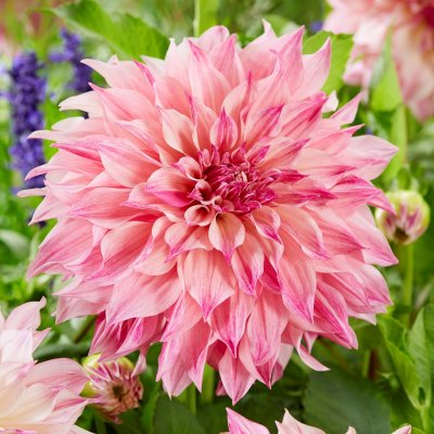 Dahlia Dekorativ Café Au Lait Royal 1st