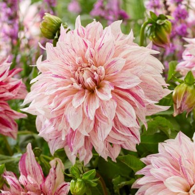 Dahlia Dekorativ Café Au Lait Twist 1st