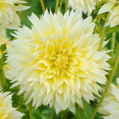 Dahlia Dekorativ Fubuki Canary 1st