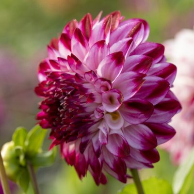 Dahlia Dekorativ Caproz Pizzazz 1st