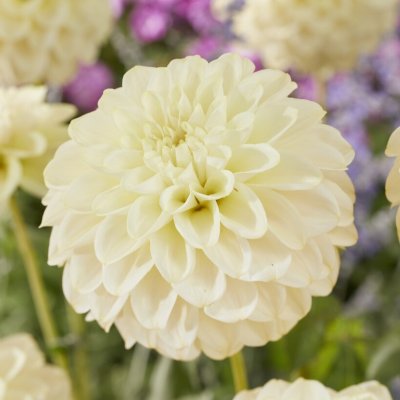 Dahlia Dekorativ Caramel Antique 1st