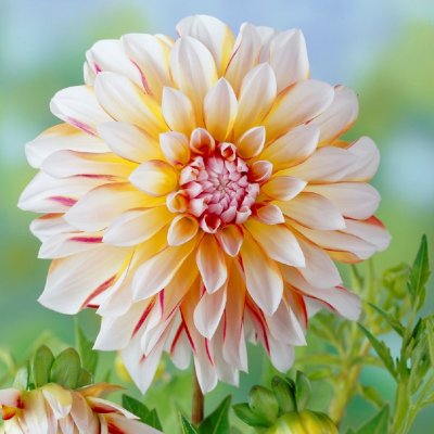 Dahlia Dekorativ Caribbean Fantasy 1st
