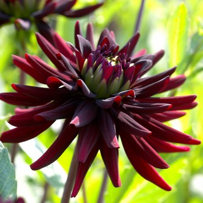 Dahlia Kaktus Chat Noir 1st