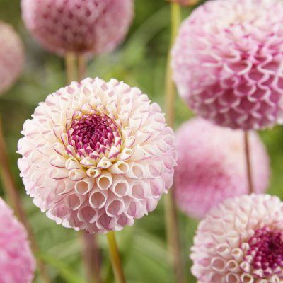 Dahlia Boll Chimacum Davi 1st