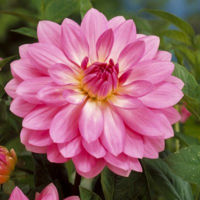 Dahlia Dekorativ Christine 1st