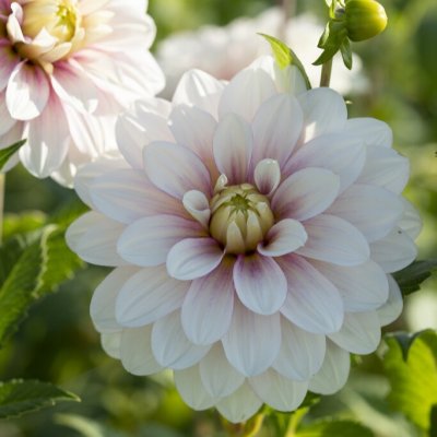 Dahlia Dekorativ Christo 1st