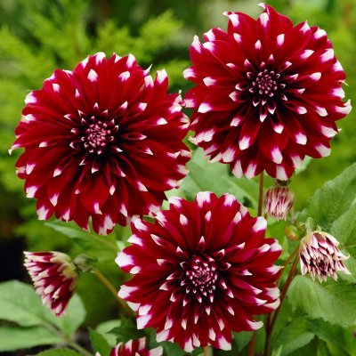 Dahlia Dekorativ Contraste 1st