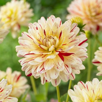 Dahlia Dekorativ Creme Silence 1st