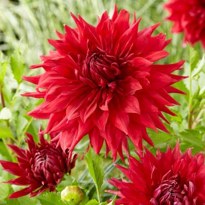 Dahlia Kaktus Creve Coeur 1st