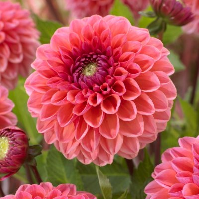Dahlia Dekorativ Daisy Duke 1st