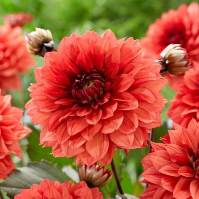 Dahlia Dekorativ Danique 1st