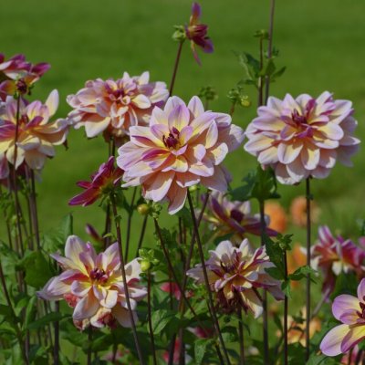Dahlia Dekorativ Dark Butterfly 1st