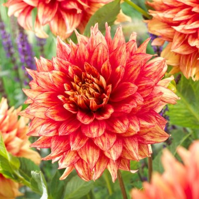 Dahlia Dekorativ Dazzling Magic 1st