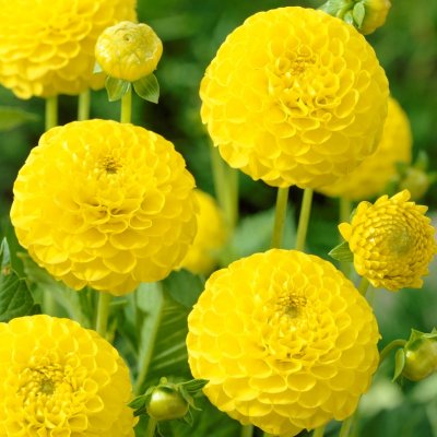 Dahlia Pompon Golden Scepter (Deepest Yellow)