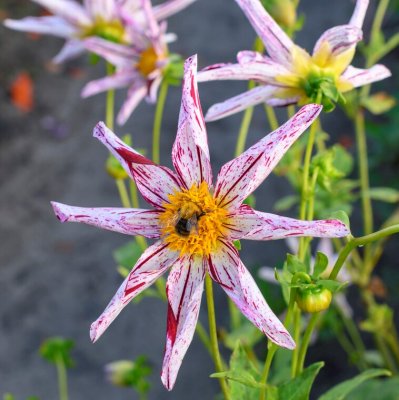 Dahlia Enkel Destiny´s Teachers 1st