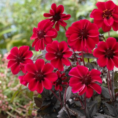 Dahlia Enkel Dark Angel Dracula ® 1st