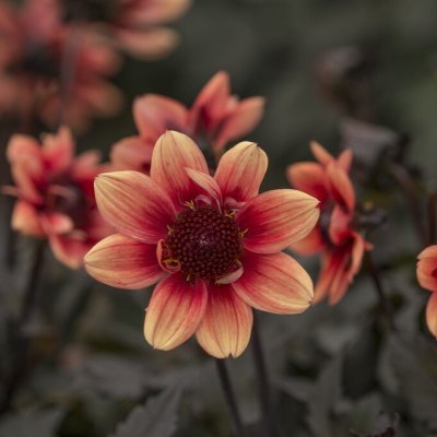 Dahlia Enkel Dark Angel Dragon Ball ® 1st