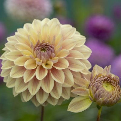 Dahlia Dekorativ Dusty Beauty 1st