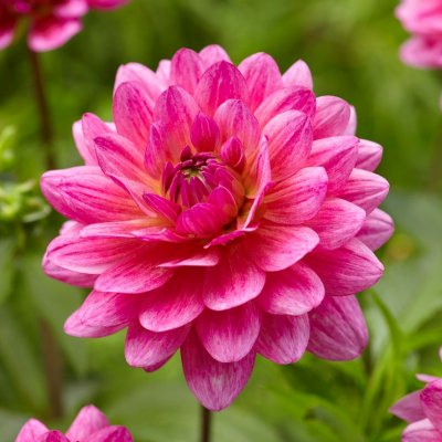 Dahlia Dekorativ Dutch Silence 1st