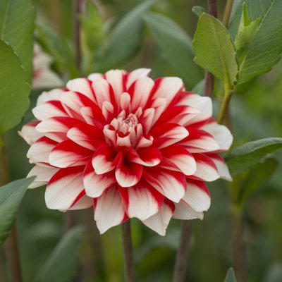 Dahlia Dekorativ Dynamite 1st
