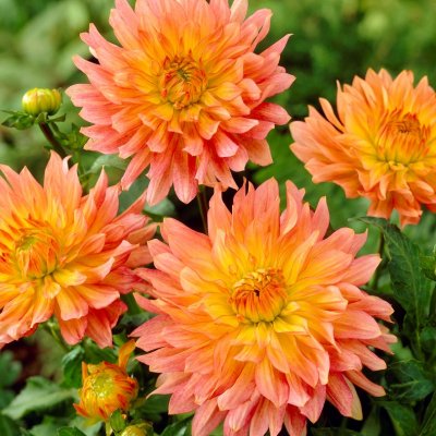 Dahlia Dekorativ Extase 1st