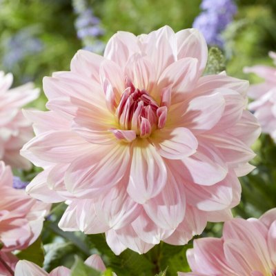 Dahlia Dekorativ Fairway Pilot 1st