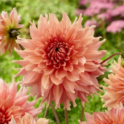 Dahlia Dekorativ Fairway Spur 1st