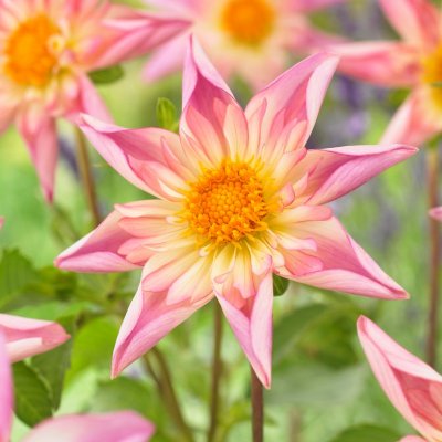 Dahlia Övriga Fancy Pants 1st