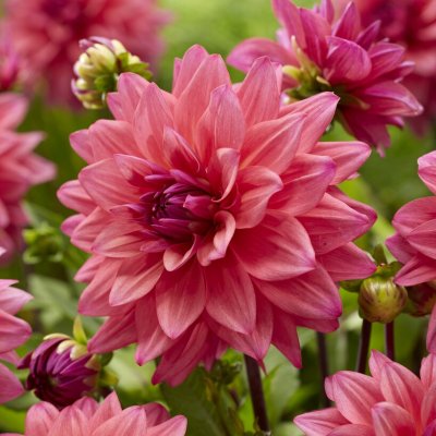 Dahlia Dekorativ Feline Yvonne 1st