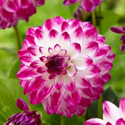 Dahlia Dekorativ Ferncliff Duo 1st