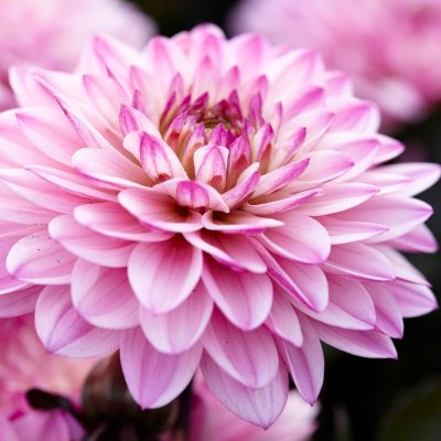 Dahlia Dekorativ Gallery La Tour ® 1st