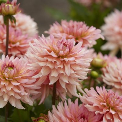 Dahlia Dekorativ Gallery Leonardo ® 1st