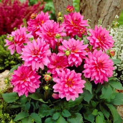 Dahlia Dekorativ Gallery Renoir 1st