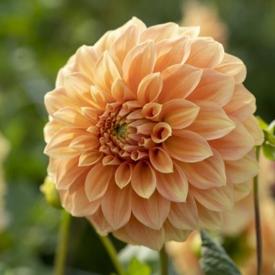 Dahlia Dekorativ Garden Jubilee 1st