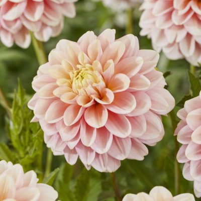 Dahlia Dekorativ Giovanna 1st