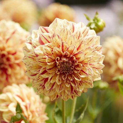 Dahlia Kaktus Gloriosa 1st