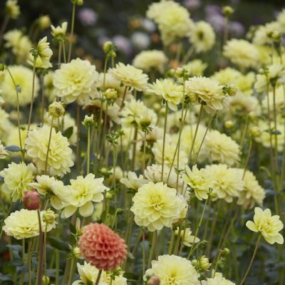 Dahlia Näckros Glory of Heemstede 1st