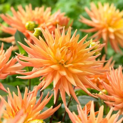 Dahlia Kaktus Gold Crown 1st