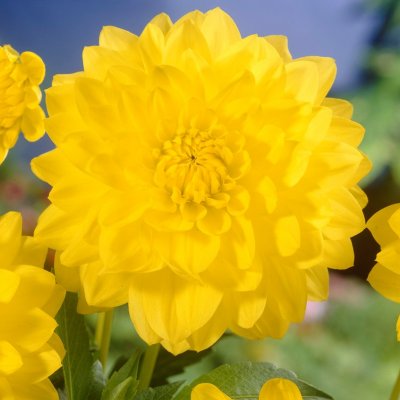 Dahlia Dekorativ Golden Emblem 1st