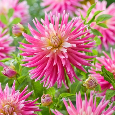 Dahlia Kaktus Good Earth 1st