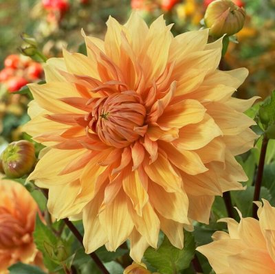 Dahlia Dekorativ Hamari Gold 1st