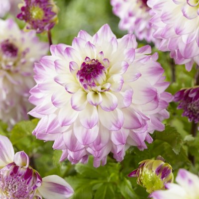 Dahlia Dekorativ Hapet Blue Eyes 1st