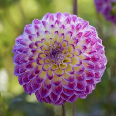 Dahlia Boll Hapet Daydream 1st