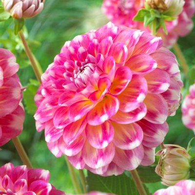 Dahlia Boll Hawaii NL 1st