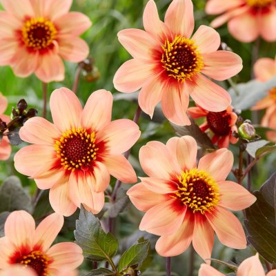 Dahlia Enkel Happy Single First Love ® 1st