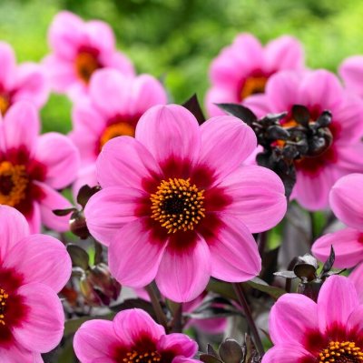 Dahlia Enkel Happy Single Wink ® 1st