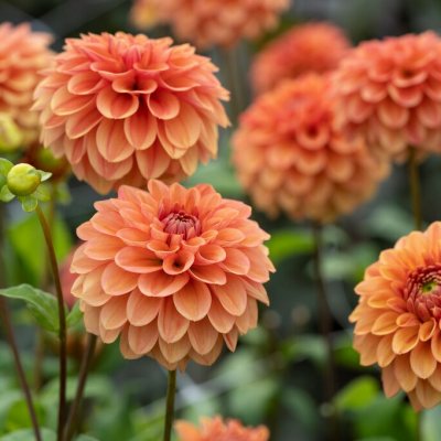 Dahlia Dekorativ Iced Tea 1st