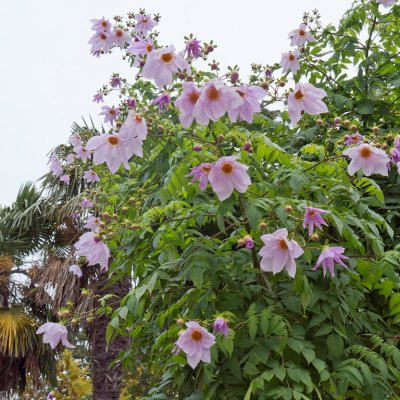 Kejsardahlia Dahlia imperialis 1st